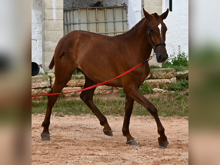 Menorquin Mare 1 year 15,2 hh Chestnut-Red in Menorca
