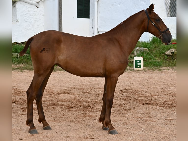 Menorquin Mare 1 year 15,2 hh Chestnut-Red in Menorca