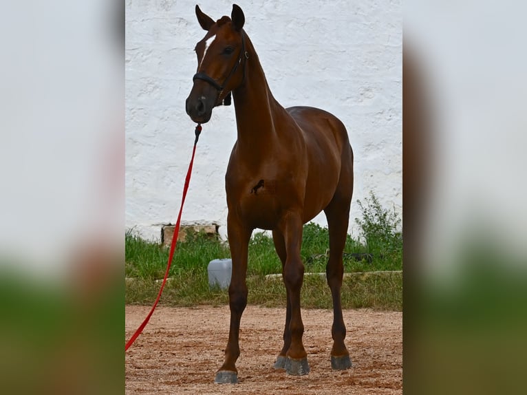 Menorquin Mare 1 year 15,2 hh Chestnut-Red in Menorca