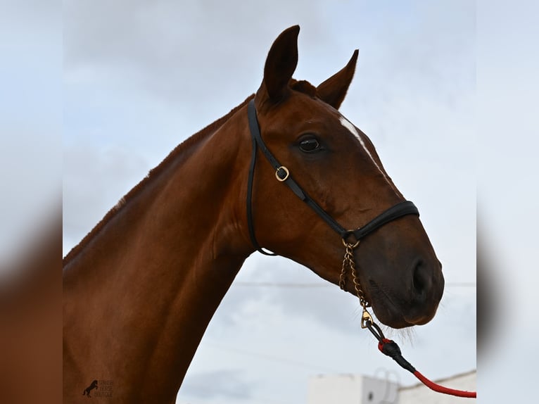 Menorquin Mare 1 year 15,2 hh Chestnut-Red in Menorca