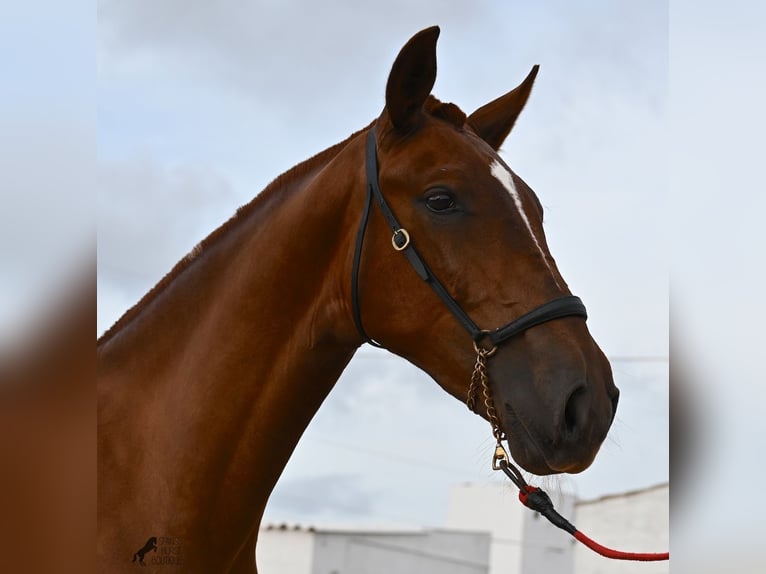 Menorquin Mare 1 year 15,2 hh Chestnut-Red in Menorca