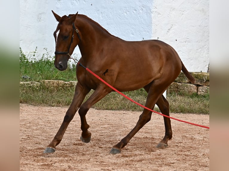 Menorquin Mare 1 year 15,2 hh Chestnut-Red in Menorca