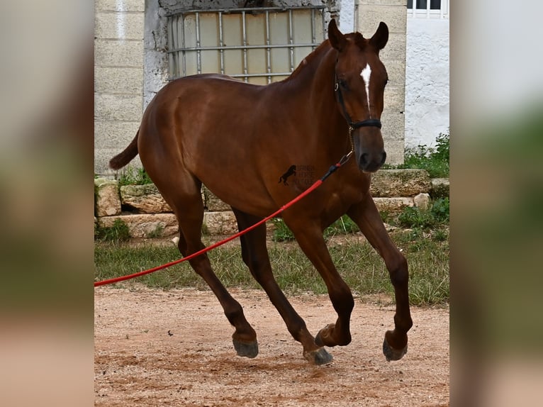 Menorquin Mare 1 year 15,2 hh Chestnut-Red in Menorca
