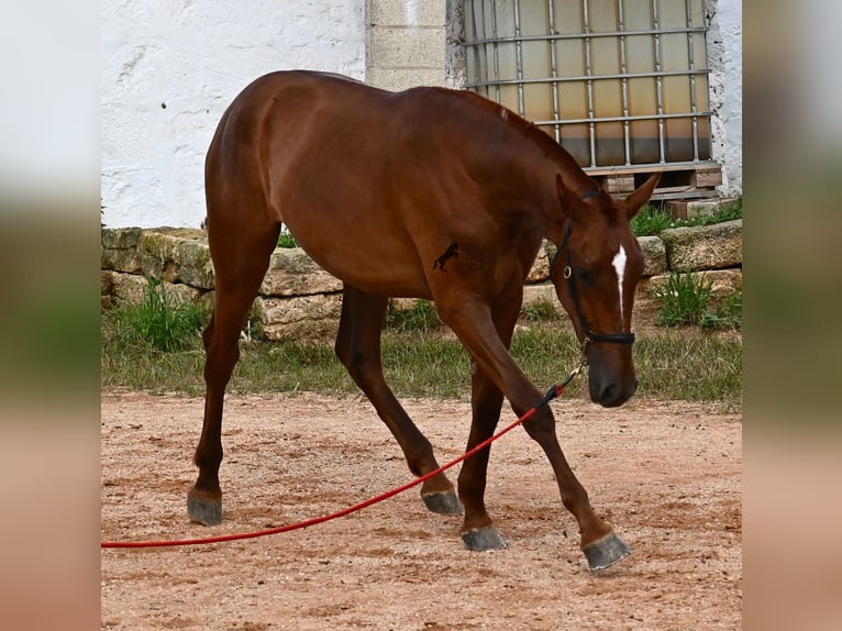Menorquin Mare 1 year 15,2 hh Chestnut-Red in Menorca