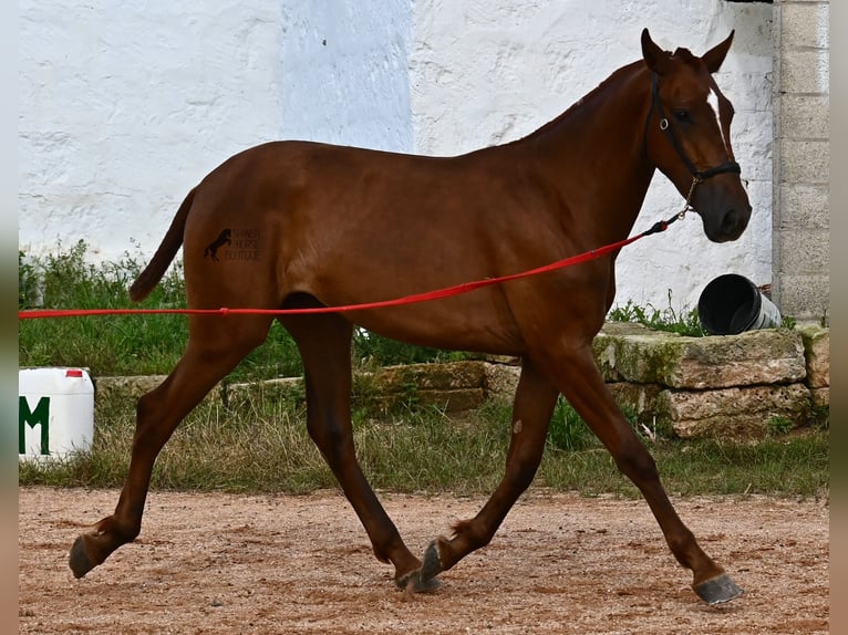 Menorquin Mare 1 year 15,2 hh Chestnut-Red in Menorca