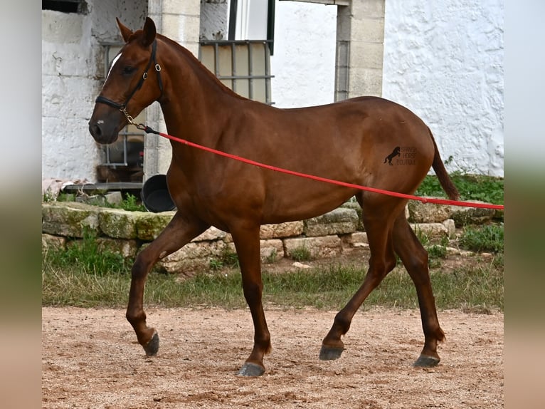 Menorquin Mare 1 year 15,2 hh Chestnut-Red in Menorca