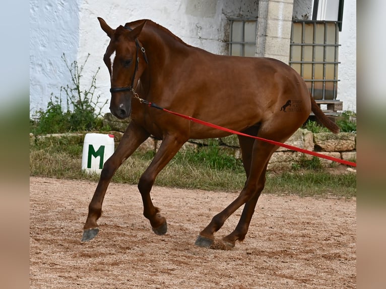 Menorquin Mare 1 year 15,2 hh Chestnut-Red in Menorca