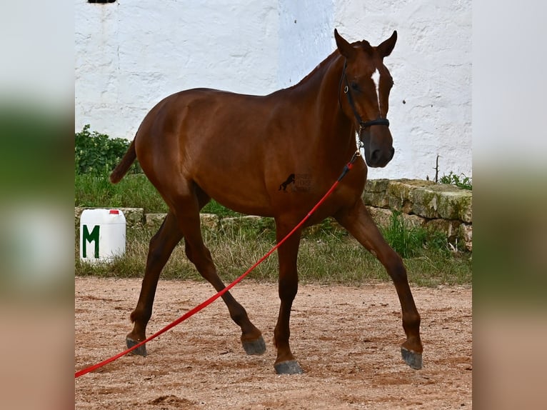 Menorquin Mare 1 year 15,2 hh Chestnut-Red in Menorca