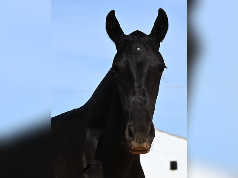 Menorquin Mare 1 year 15,3 hh Black in Menorca