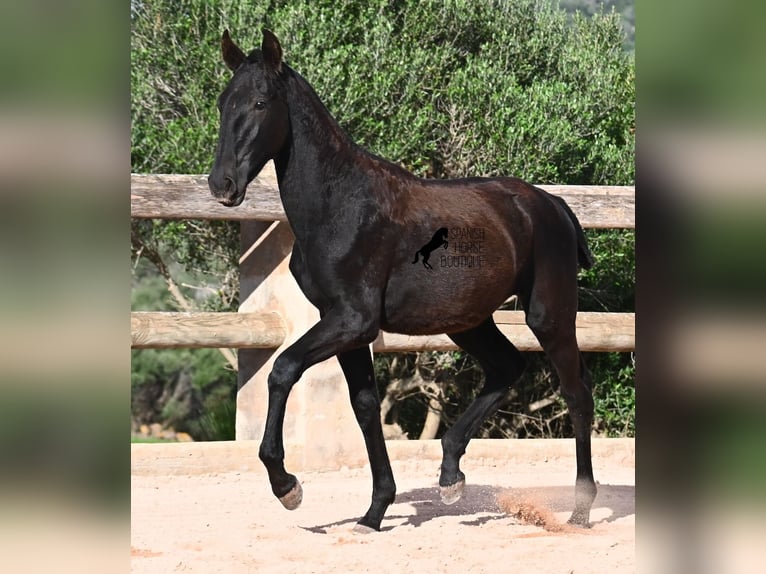 Menorquin Mare 1 year 16.1 hh Black in Menorca