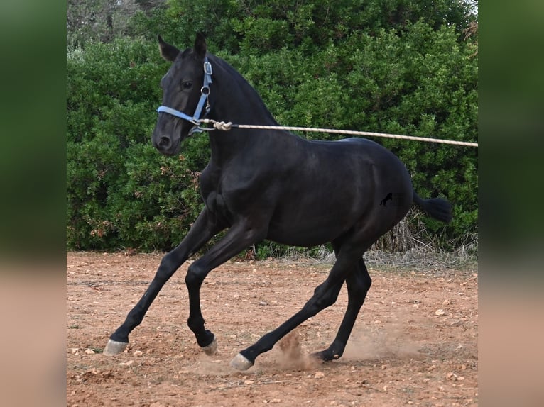Menorquin Mare 1 year 16 hh Black in Menorca