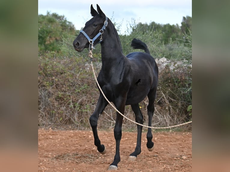 Menorquin Mare 1 year 16 hh Black in Menorca