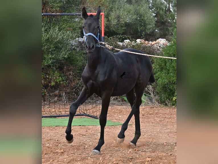 Menorquin Mare 1 year 16 hh Black in Menorca