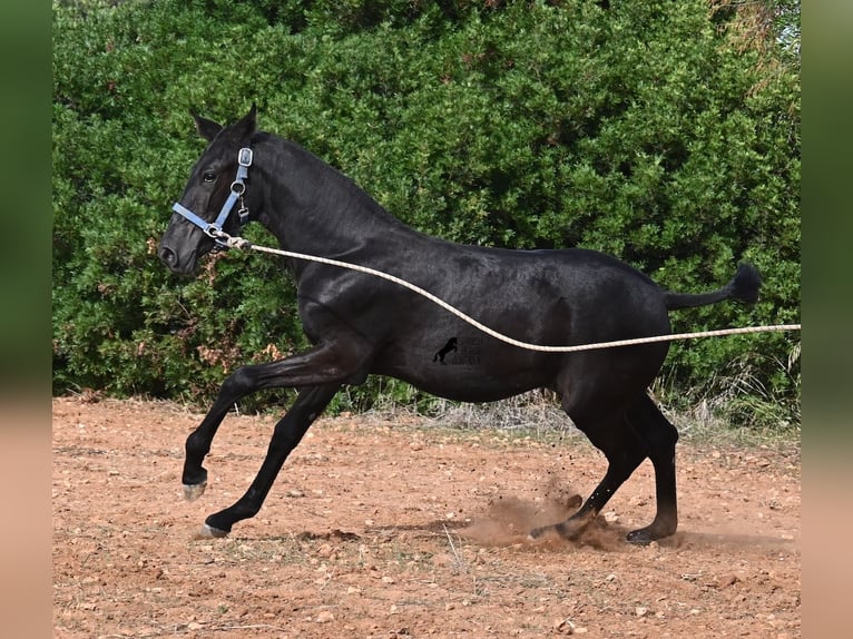 Menorquin Mare 1 year 16 hh Black in Menorca