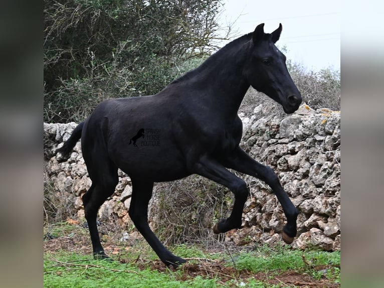Menorquin Mare 1 year 16 hh Black in Menorca