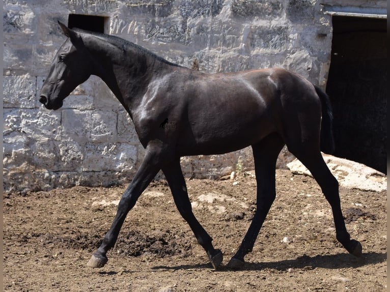 Menorquin Mare 1 year 16 hh Black in Menorca