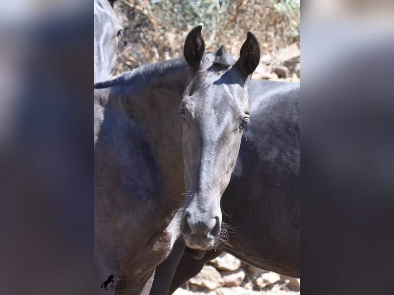 Menorquin Mare 1 year 16 hh Black in Menorca