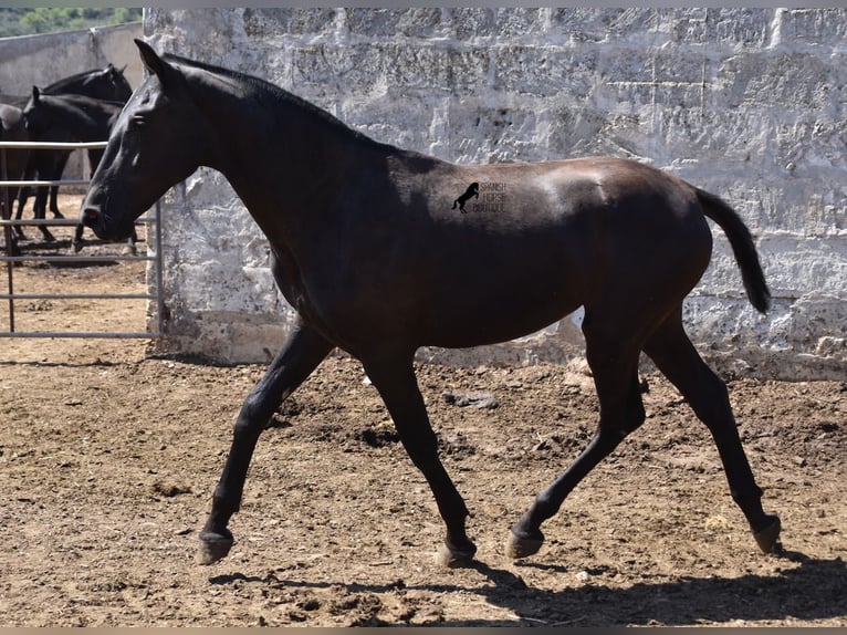 Menorquin Mare 1 year 16 hh Black in Menorca