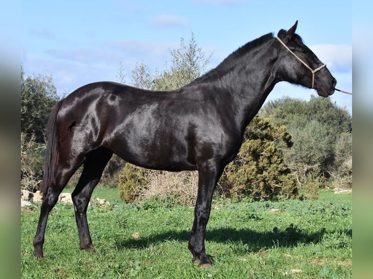 Menorquin Mare 1 year 16 hh Black in Menorca