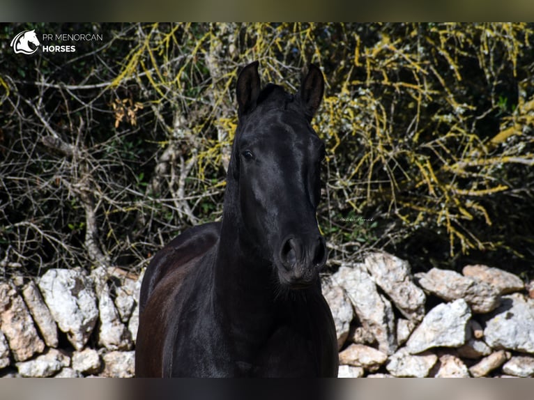 Menorquin Mare 2 years 14,2 hh Black in Menorca