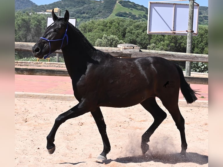 Menorquin Mare 2 years 14,3 hh Black in Menorca
