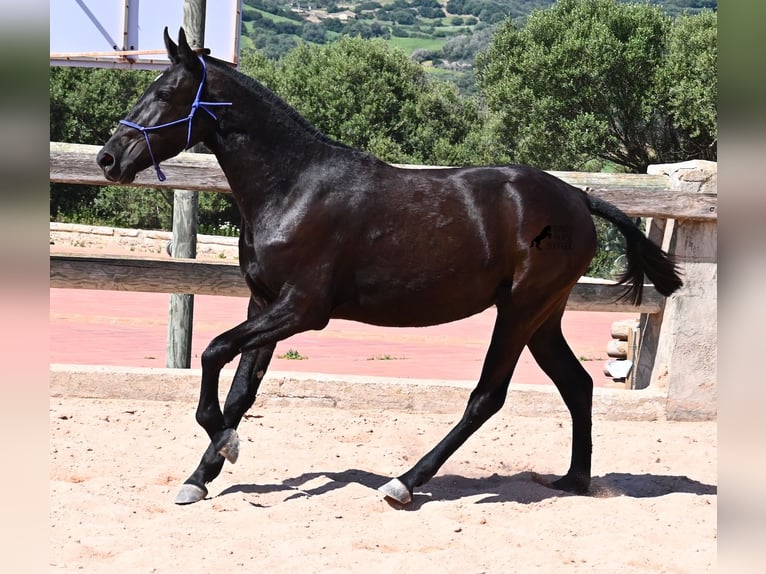 Menorquin Mare 2 years 14,3 hh Black in Menorca