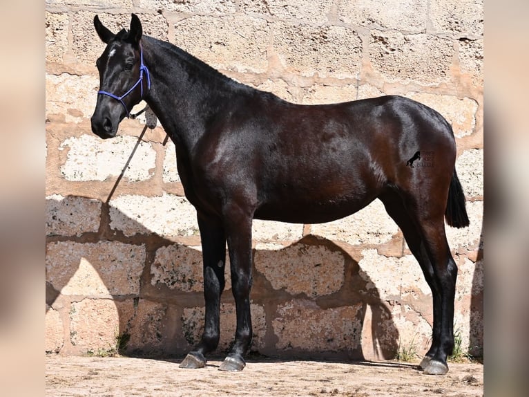 Menorquin Mare 2 years 14,3 hh Black in Menorca