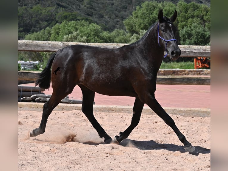 Menorquin Mare 2 years 14,3 hh Black in Menorca
