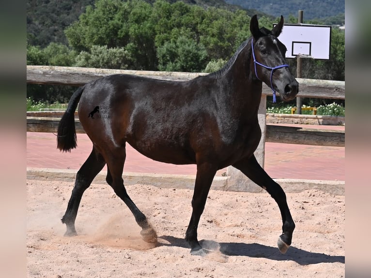 Menorquin Mare 2 years 14,3 hh Black in Menorca