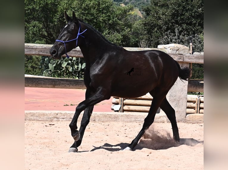 Menorquin Mare 2 years 14,3 hh Black in Menorca