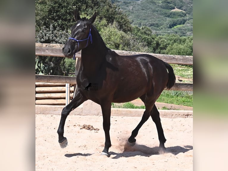 Menorquin Mare 2 years 14,3 hh Black in Menorca