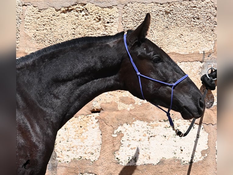 Menorquin Mare 2 years 14,3 hh Black in Menorca