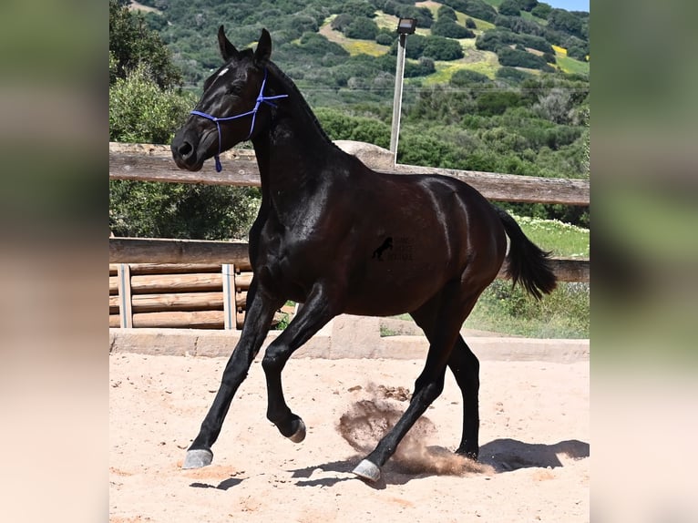 Menorquin Mare 2 years 14,3 hh Black in Menorca