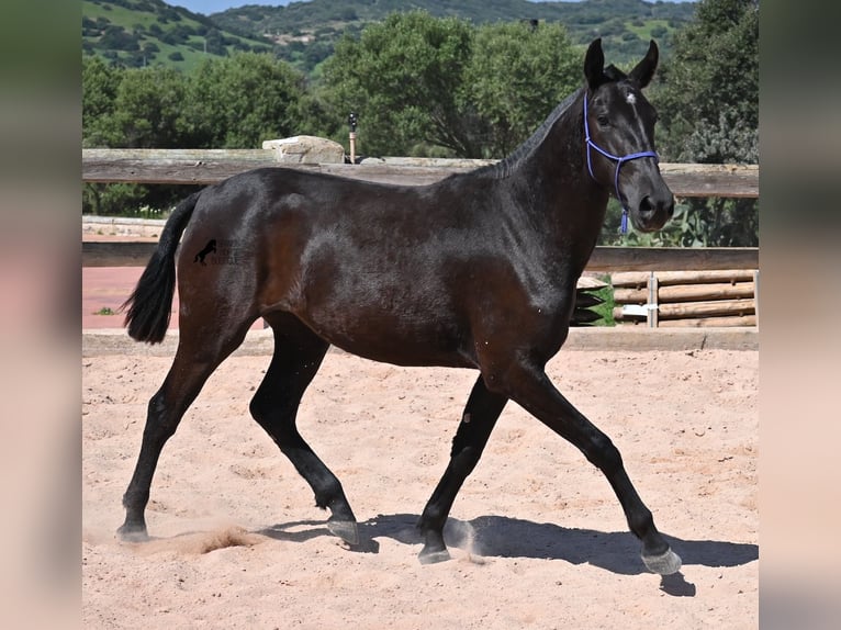 Menorquin Mare 2 years 14,3 hh Black in Menorca