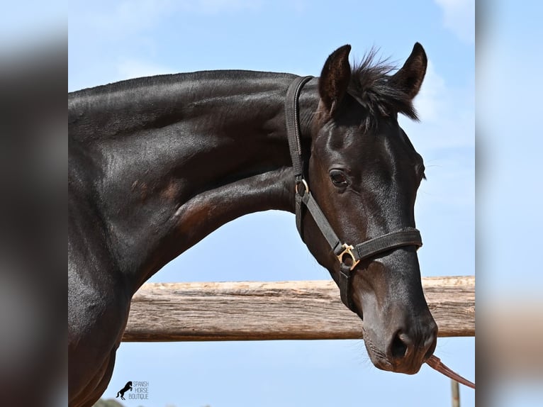 Menorquin Mare 2 years 15.1 hh Black in Menorca