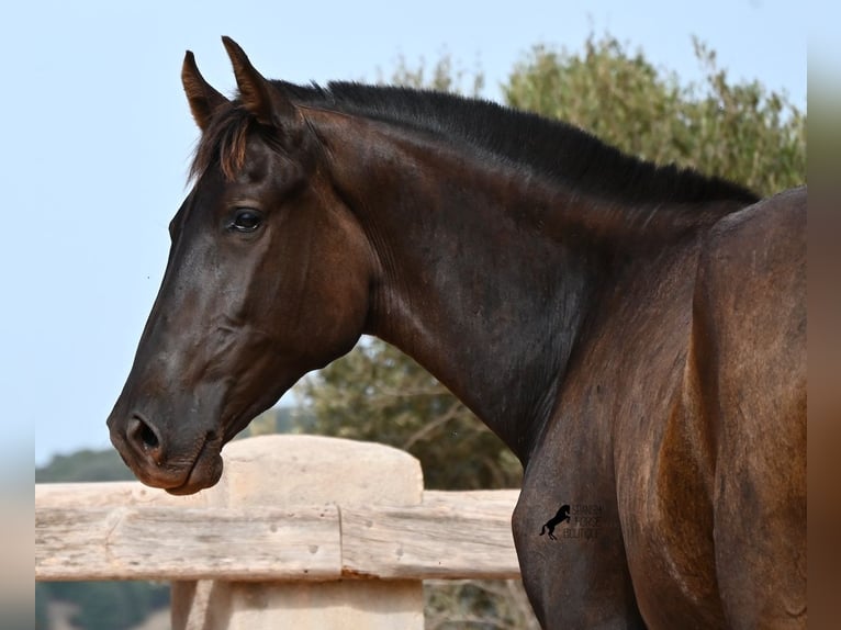 Menorquin Mare 2 years 15.1 hh Black in Menorca