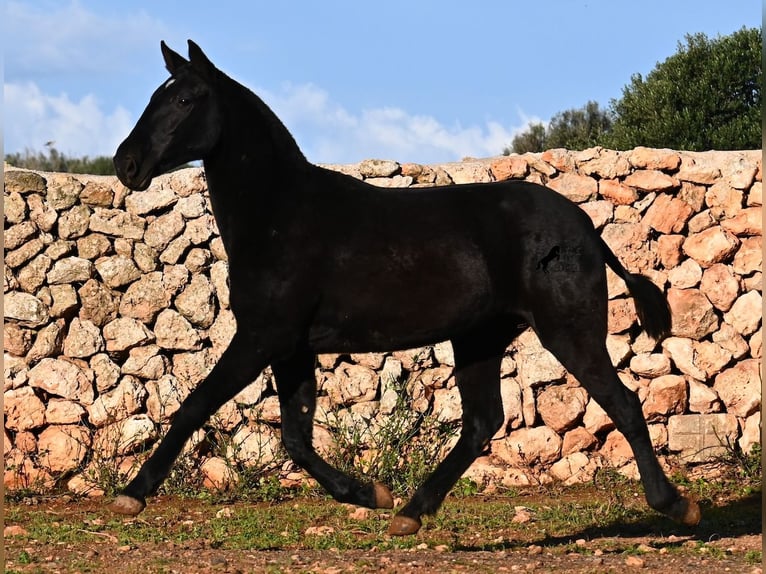 Menorquin Mare 2 years 15.2 hh Black in Menorca