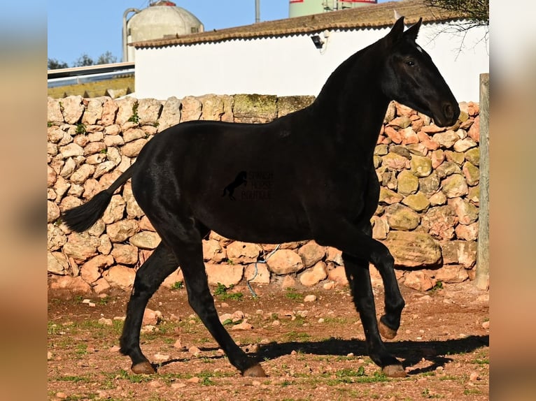 Menorquin Mare 2 years 15.2 hh Black in Menorca