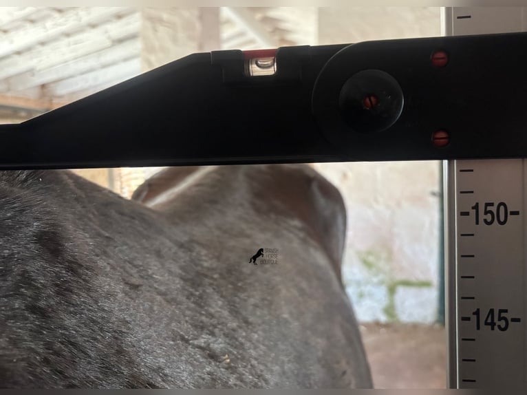Menorquin Mare 2 years 15.2 hh Black in Menorca