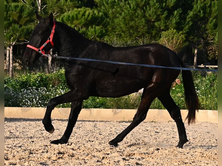 Menorquin Mare 2 years 15.2 hh Black in Menorca