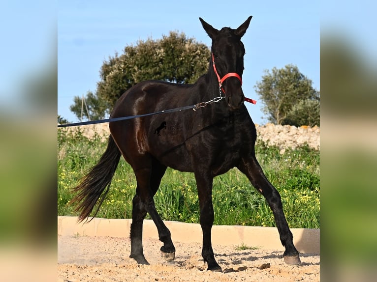 Menorquin Mare 2 years 15.2 hh Black in Menorca