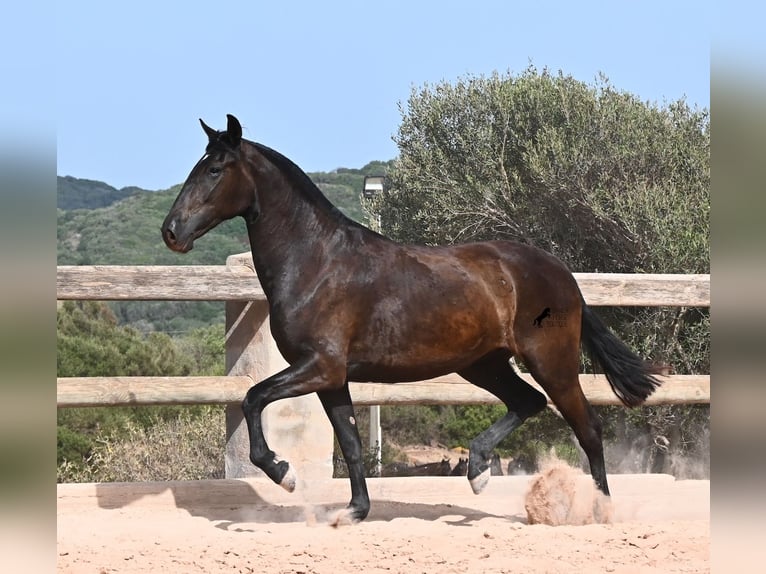 Menorquin Mare 2 years 15 hh Black in Menorca