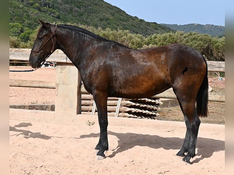 Menorquin Mare 2 years 15 hh Black in Menorca
