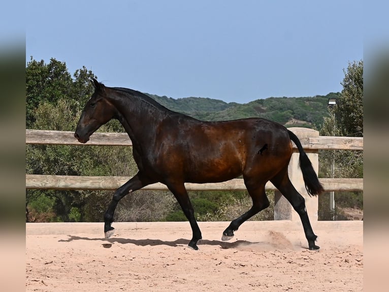 Menorquin Mare 2 years 15 hh Black in Menorca
