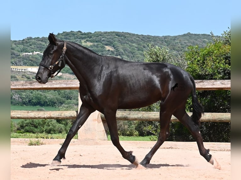 Menorquin Mare 2 years 15,1 hh Black in Menorca