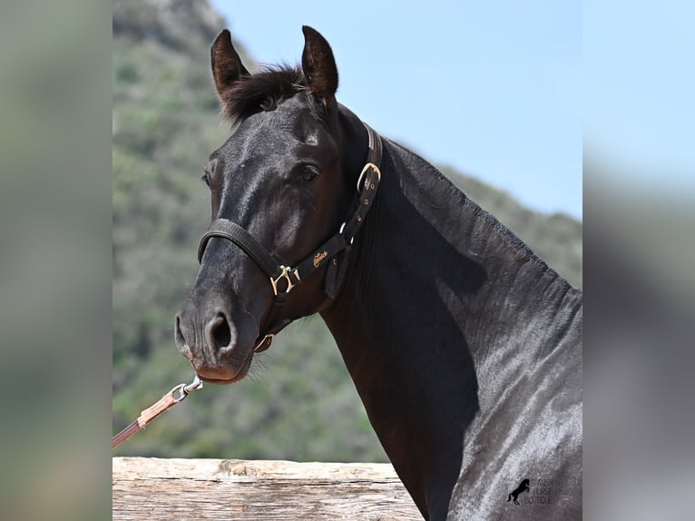 Menorquin Mare 2 years 15,1 hh Black in Menorca