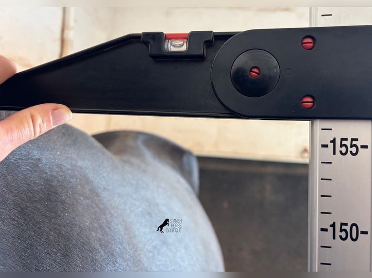 Menorquin Mare 2 years 15,1 hh Black in Menorca