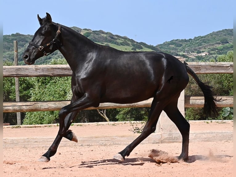 Menorquin Mare 2 years 15,1 hh Black in Menorca