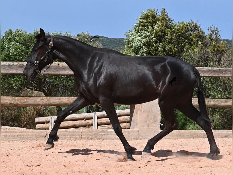 Menorquin Mare 2 years 15,1 hh Black in Menorca
