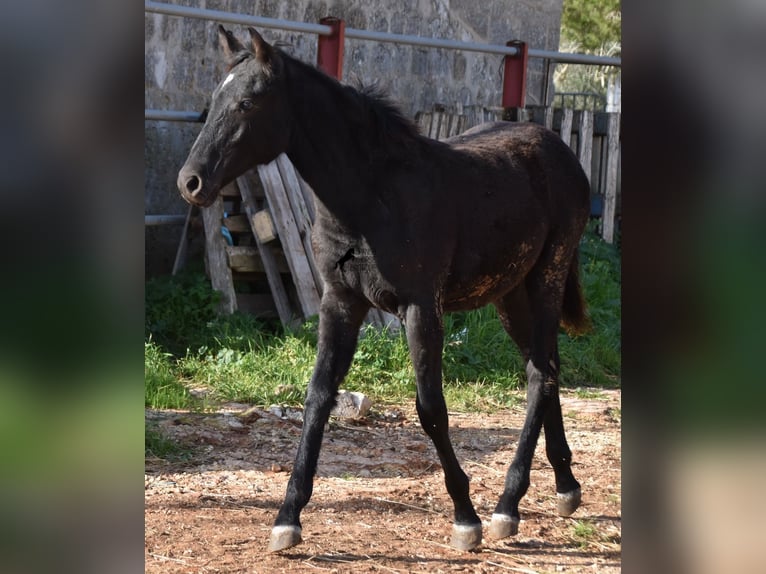 Menorquin Mare 2 years 15,1 hh Black in Menorca